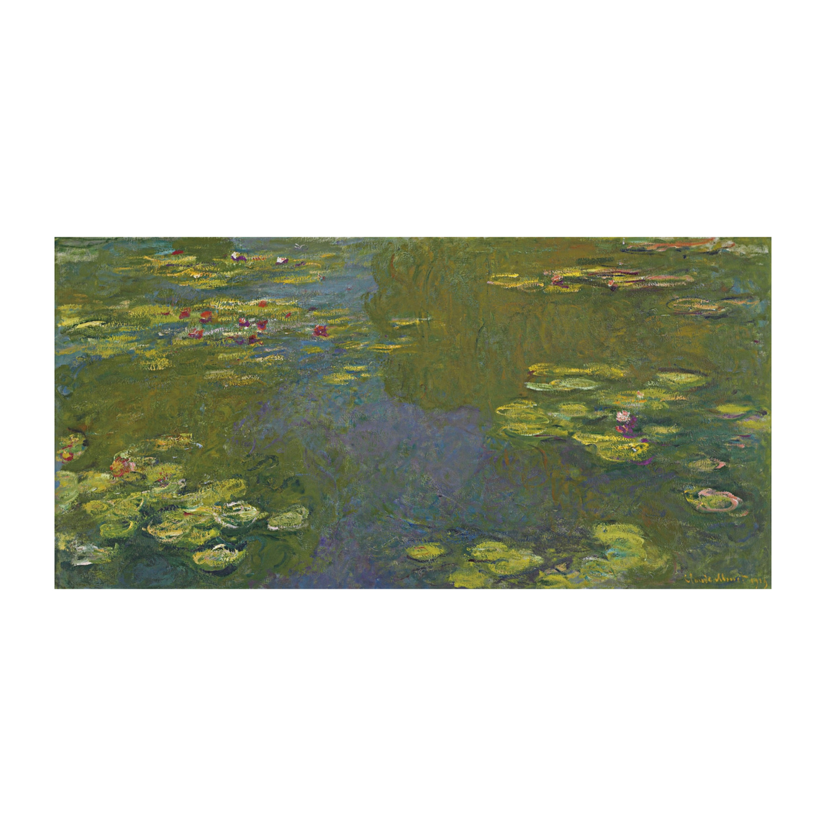Panoramic water-lily pond with olive-green reflections and scattered blossoms.