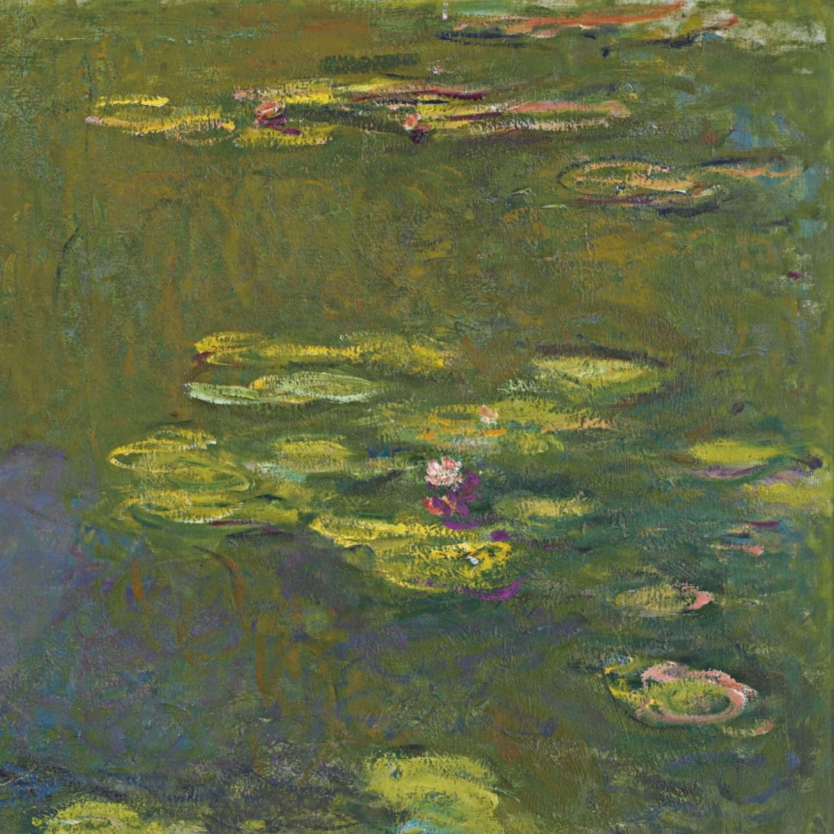 Detail of green lily pads and small pink blossoms.