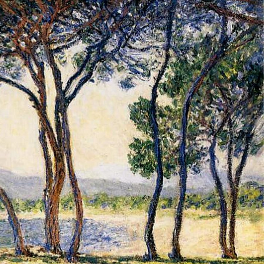 Detail of pine trunks and branches against a pale sky and distant sea.